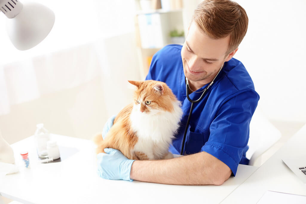 Ветеринарные клиники